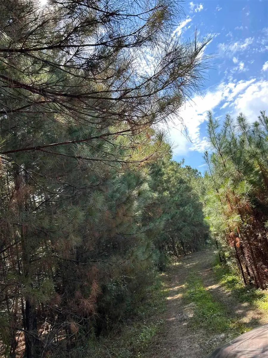 Lot C Beaver Creek Rd, Wing, AL 36483 - Image #2