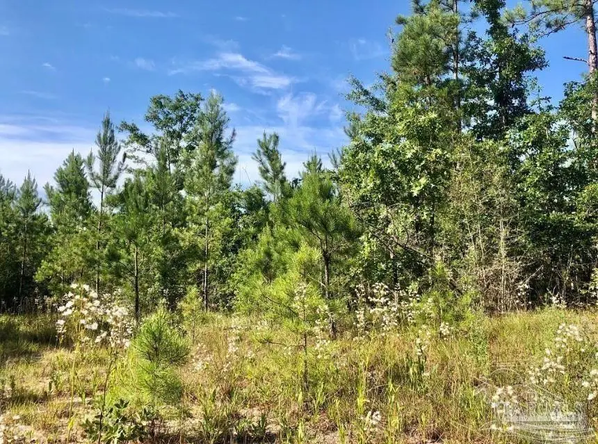 Lot 17 BS Buffalo Ridge Rd, Pace, FL 32571 - Image #3