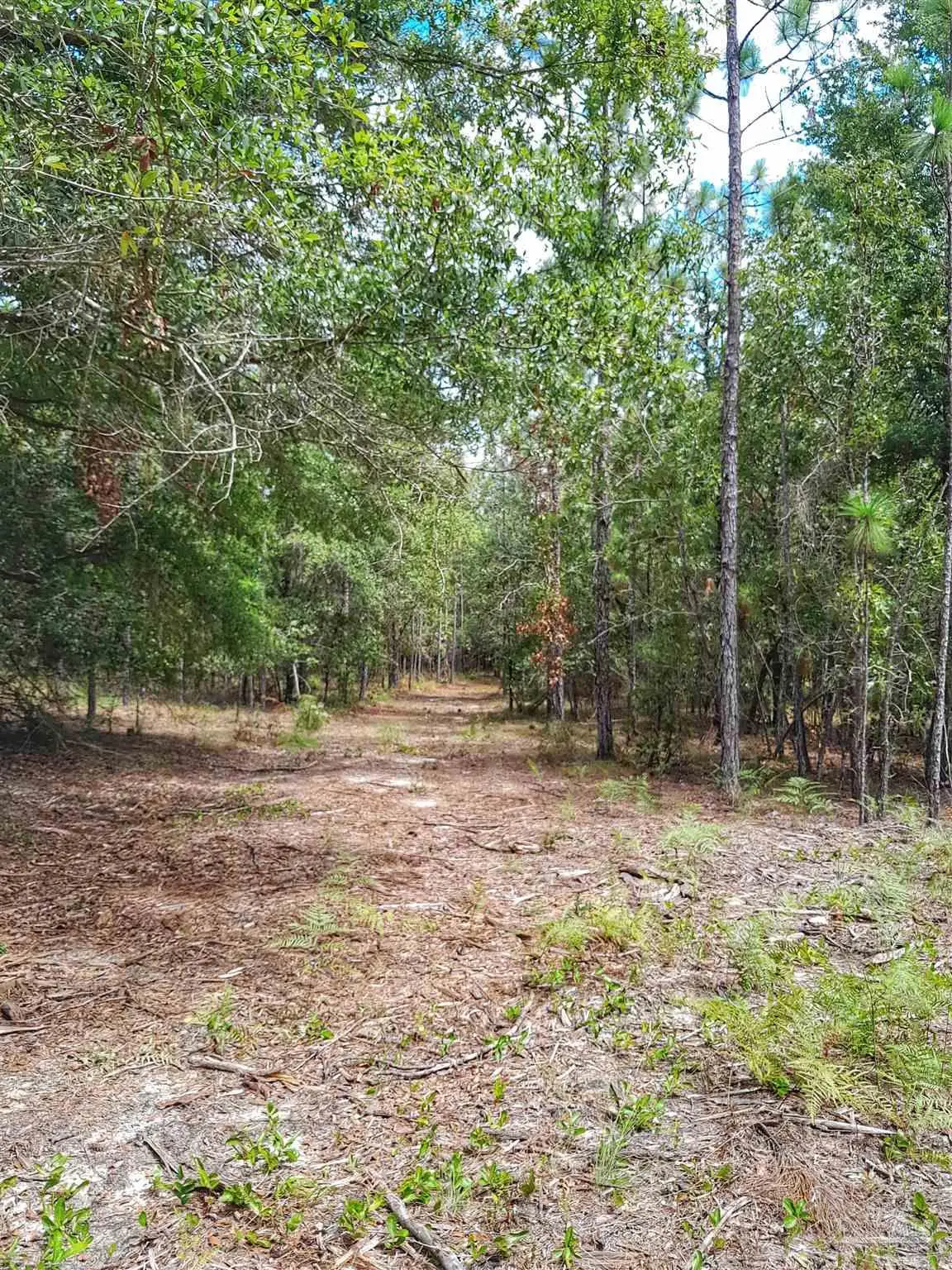 Parcel B-2 Wildlife Rd, Harold, FL 32564 - Image #1