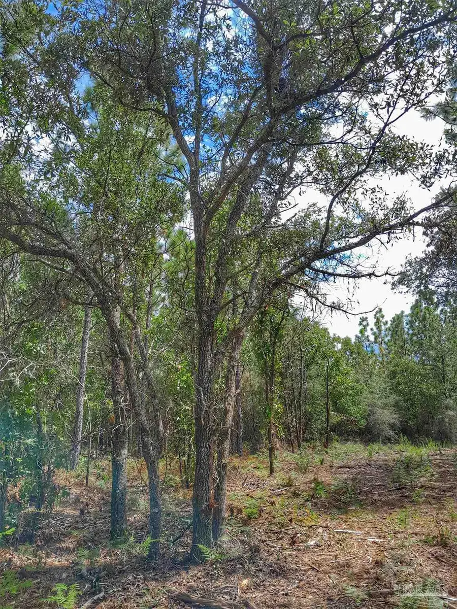 Parcel B-2 Wildlife Rd, Harold, FL 32564 - Image #3