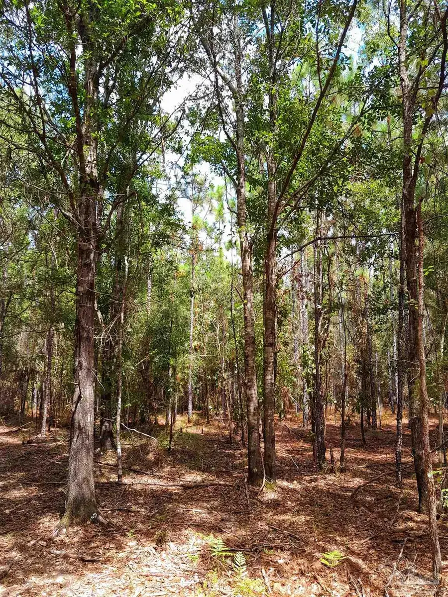 Parcel C-2 Wildlife Rd, Harold, FL 32564 - Image #2