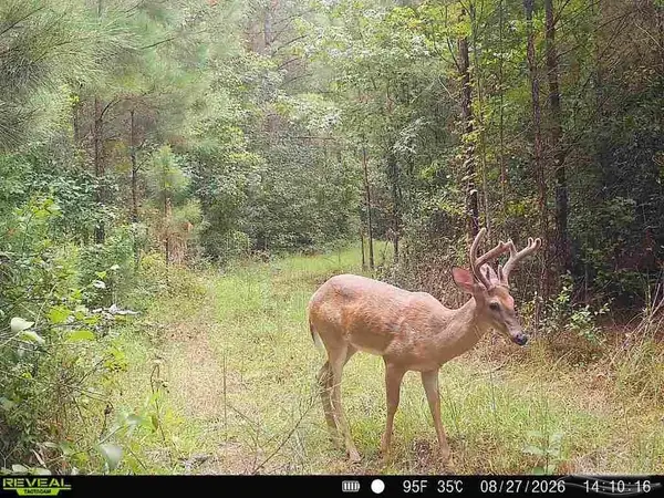 33.66 AC Snider Rd #33.66 AC, Frisco City, AL 36445