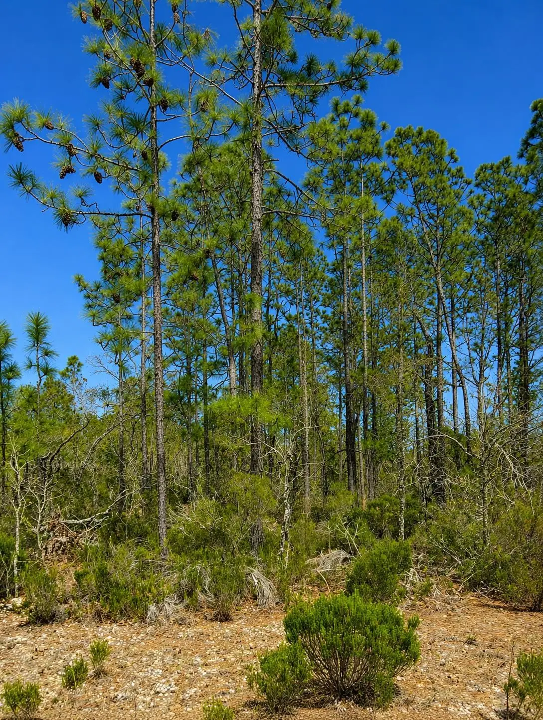 Trenton St, Interlachen, FL 32148 - #1