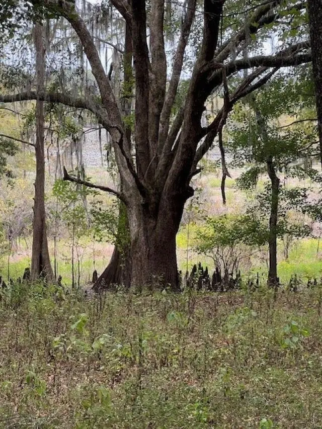 Hiamonee Drive, Tallahassee, FL 32312 - Image #1