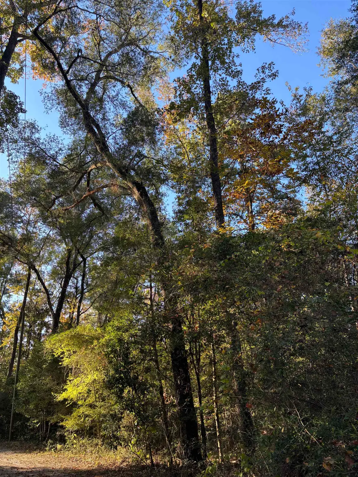 xxx Bluebird Lane, Crawfordville, FL 32327 - Image #1