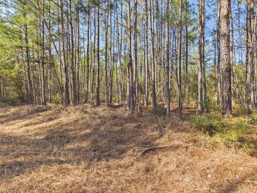 Lot 81 SW Oregon Trail, Greenville, FL 32331 - #2