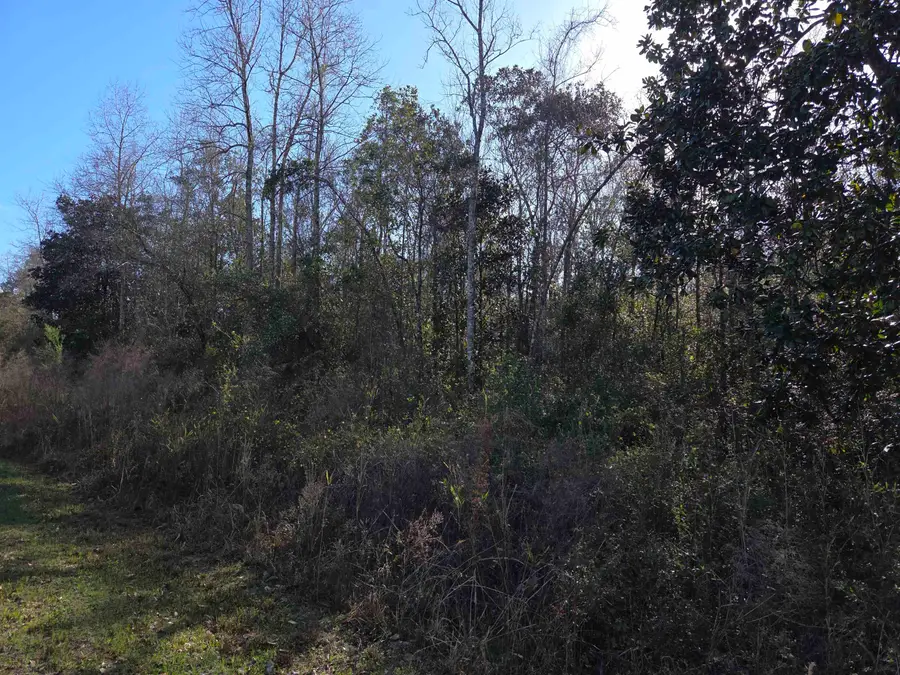 xxx NE E Sr 20, Hosford, FL 32334 - #3