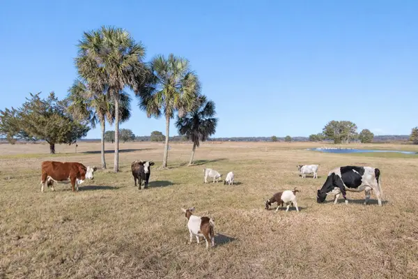 Jackson View Drive, Tallahassee, FL 32303