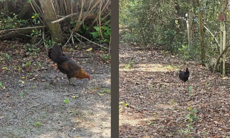 1764 Dice Road, Perry, FL 32348 - #2