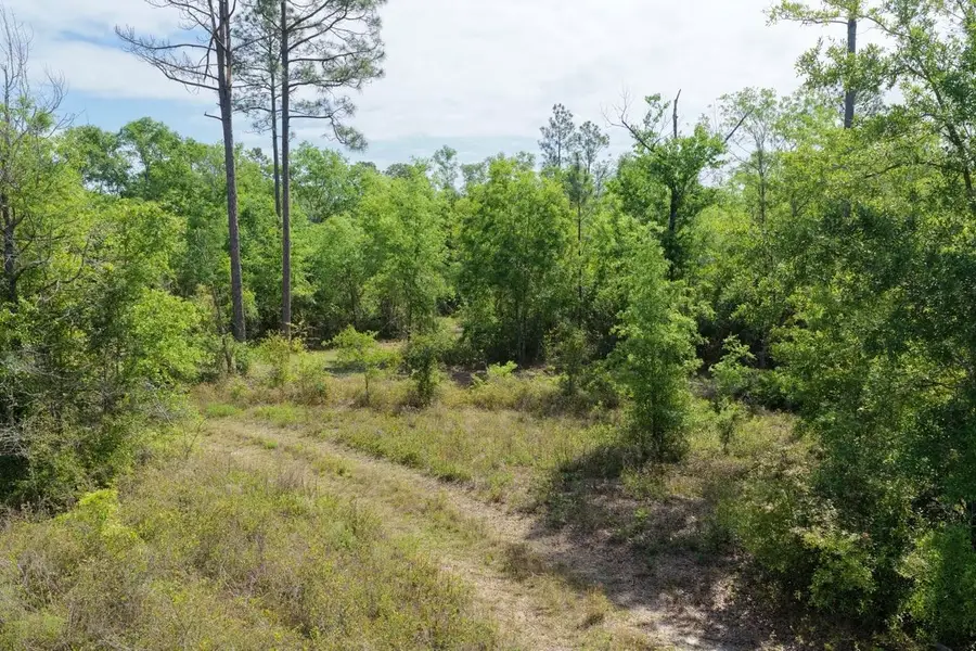 Vacant NE Cedar Trail, Pinetta, FL 32331 - #2
