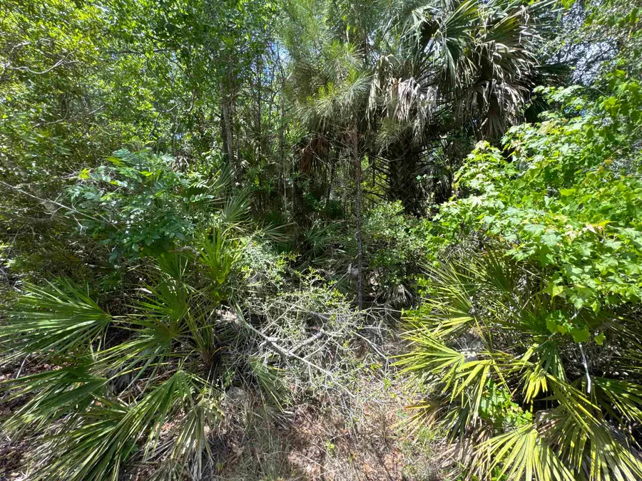 xx Cabbage Palm Court, Saint Marks, FL 32355 - #2
