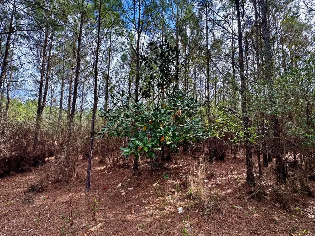 Vacant SW Captain Brown Road, Madison, FL 32340 - #1