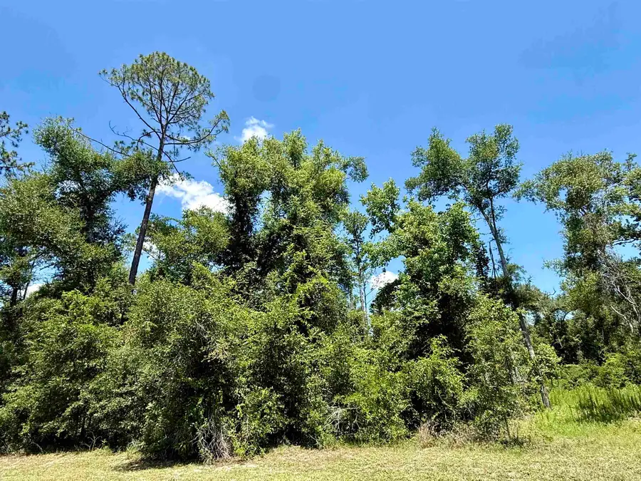 Vacant Wildwood Circle, Live Oak, FL 32064 - #2