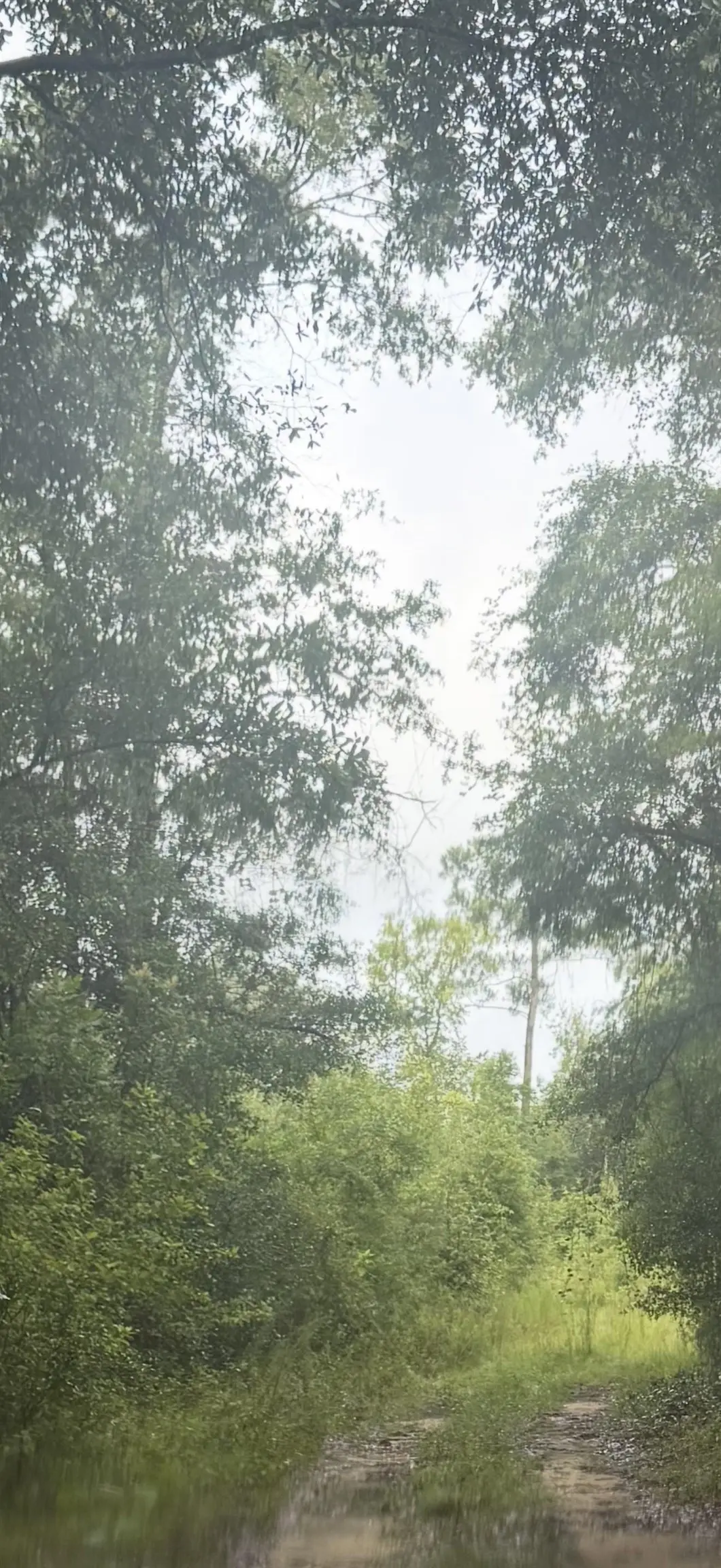 000 NE Tom Love Road, Hosford, FL 32334 - #1