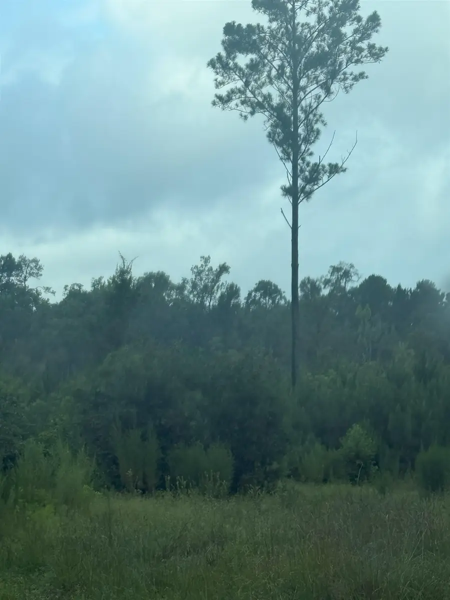 000 NE Tom Love Road, Hosford, FL 32334 - #3