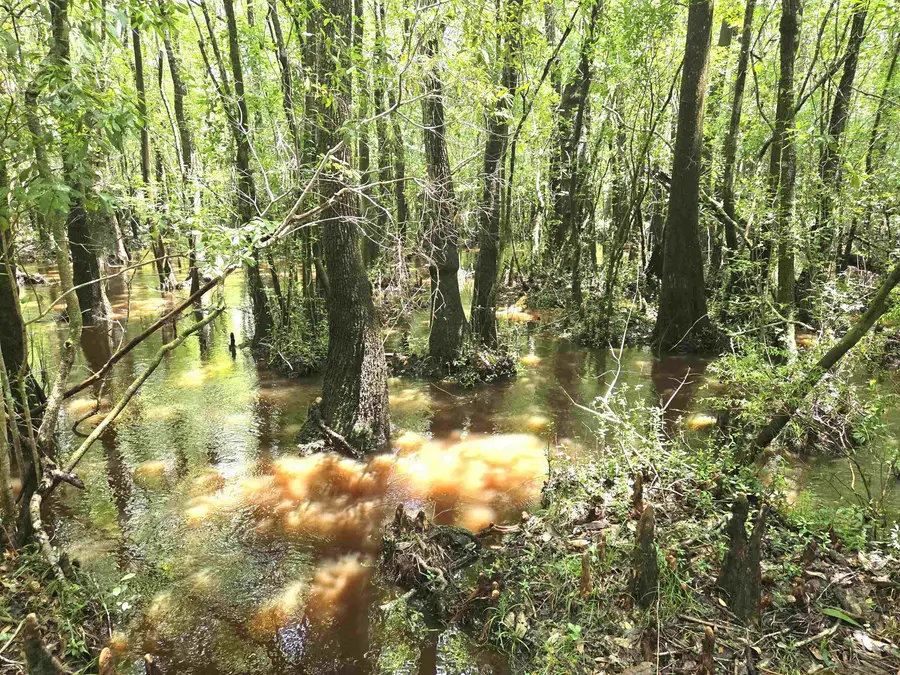 XXX SW Cr 379, Bristol, FL 32321 - #2