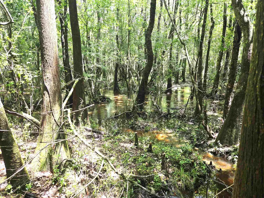 XXX SW Cr 379, Bristol, FL 32321 - #3