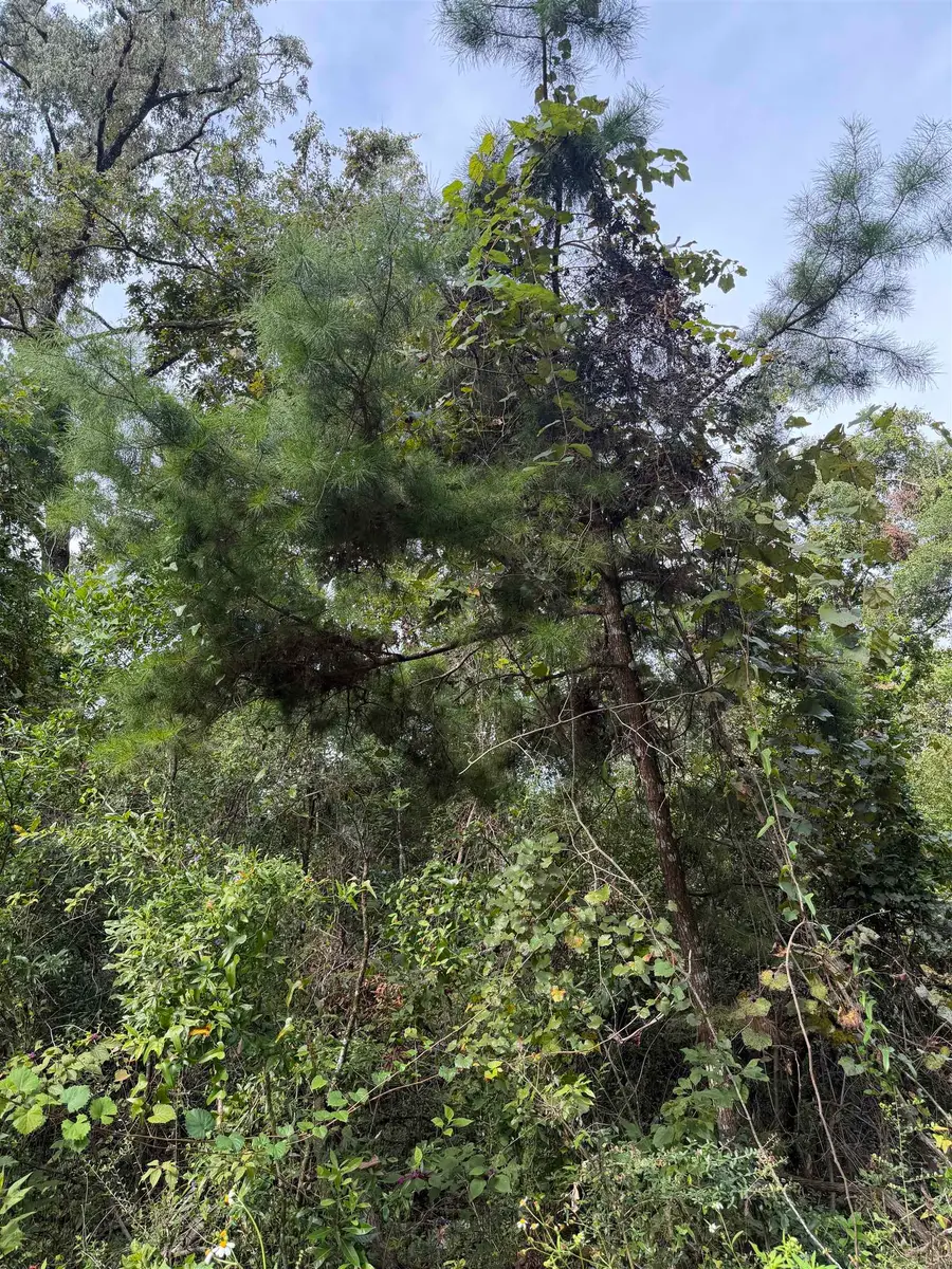 xxx Rochelsie Road, Crawfordville, FL 32327 - #2