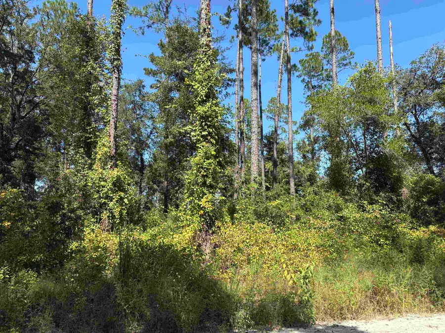 0000 Vacant Walker Springs Rd, Monticello, FL 32344 - #2