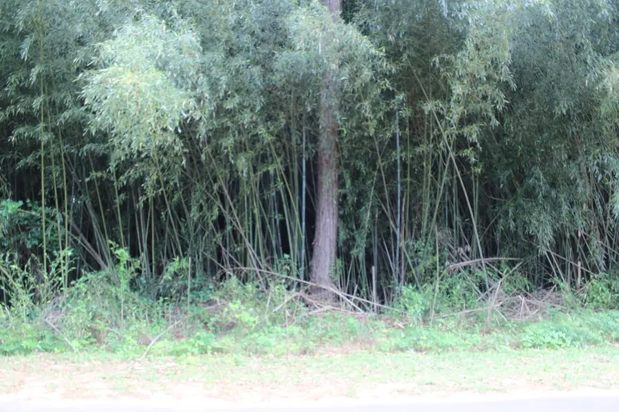 Address Withheld By Seller, Lumpkin, GA 31815 - Image #2