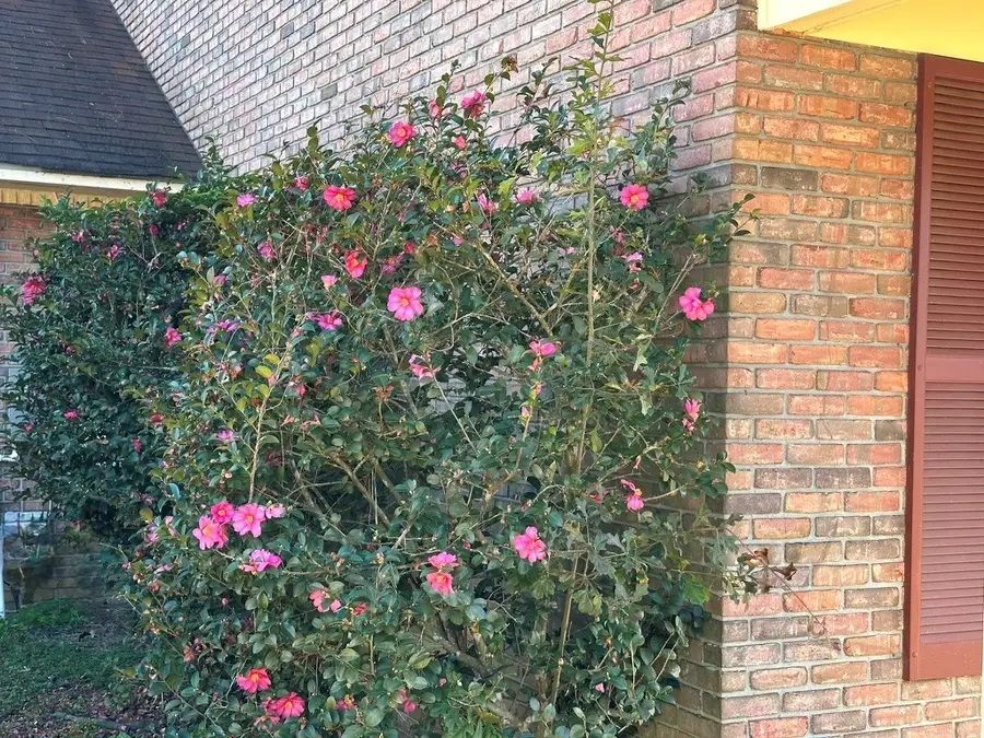 5704 Forest Lake Drive, Tifton, GA 31794 - Image #3