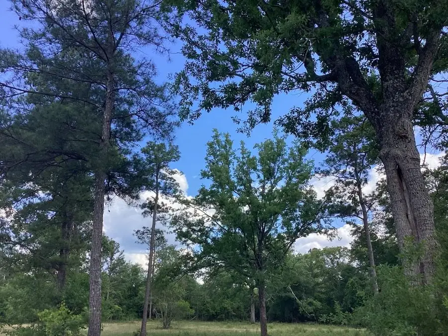 291 Young Road, Box Springs, GA 31801 - #3