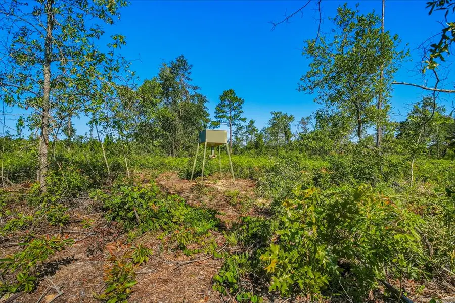 38 ACRES N Ga Highway 0240 Conn, Mauk, GA 31058 - #2