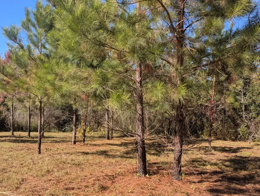 225 Helton Lane, Cairo, GA 39828 - Image #2