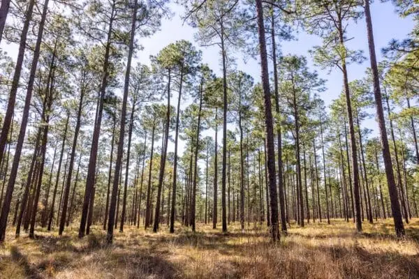 3007 Zion Grove Church Road, Coolidge, GA 31738 - Image #2