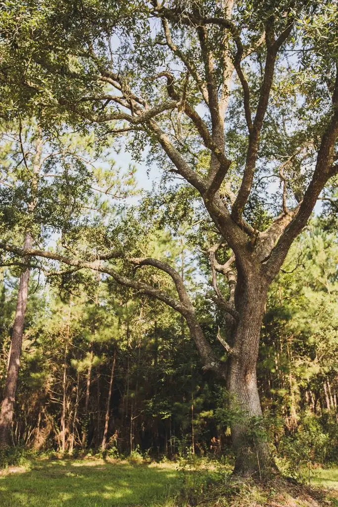 210 Egg & Butter Road, Ochlocknee, GA 31773 - Image #1