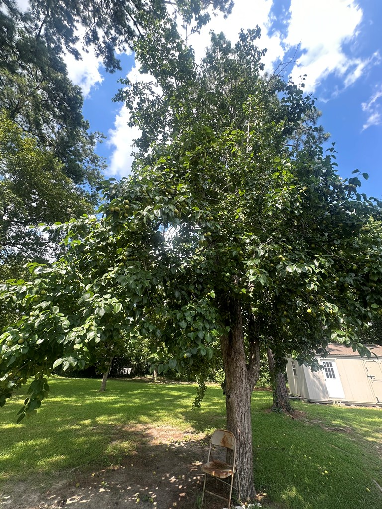 410 SW Hollis Street, Pelham, GA 31779 - #3