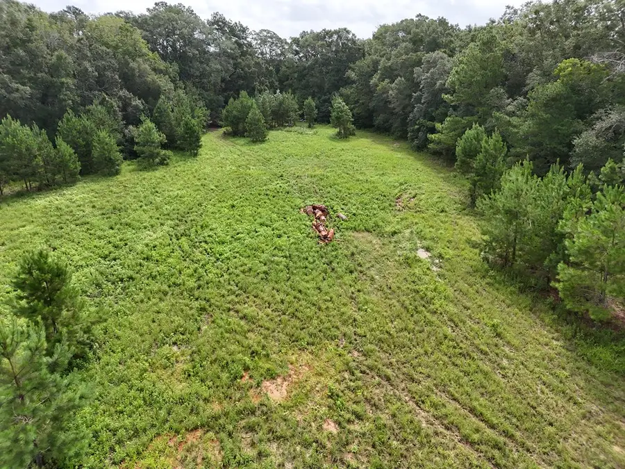 17 ACR Parramore Fish Pond Rd. (parcel #028014), Boston, GA 31626 - #3
