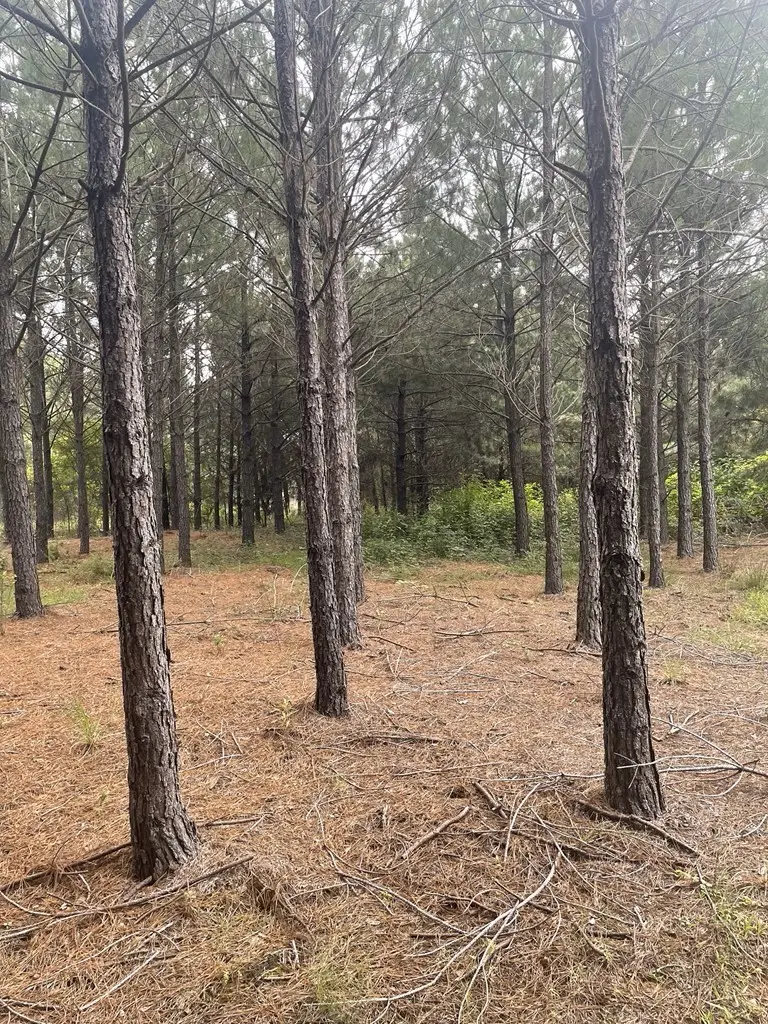 TBD County Road 1090, Center, TX 75935 - Image #2