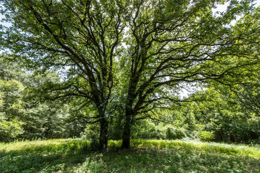 Tract 6 Hwy 155, Frankston, TX 75763 - Image #3