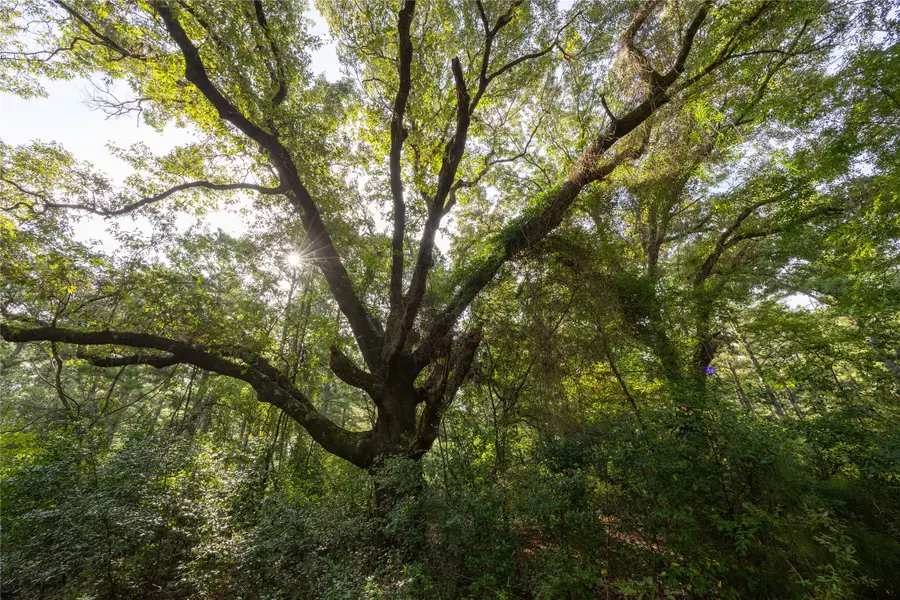 Tract 8 County Road 4221, Frankston, TX 75763 - Image #3