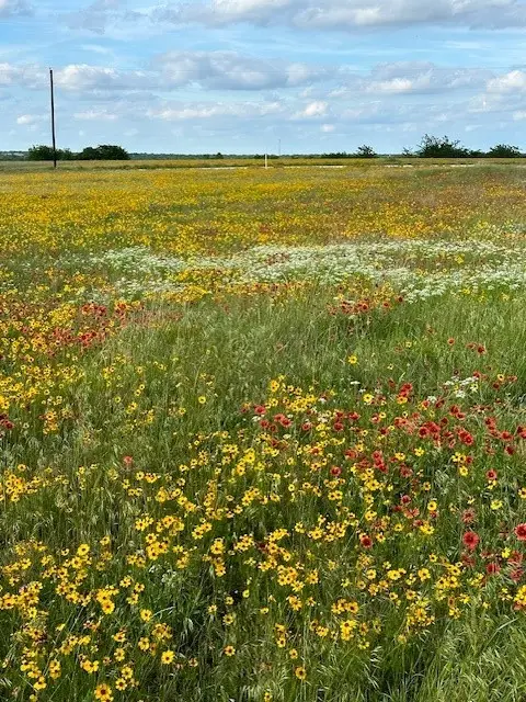 Tract 13-TBD Fm-677, Saint Jo, TX 76265 - #2