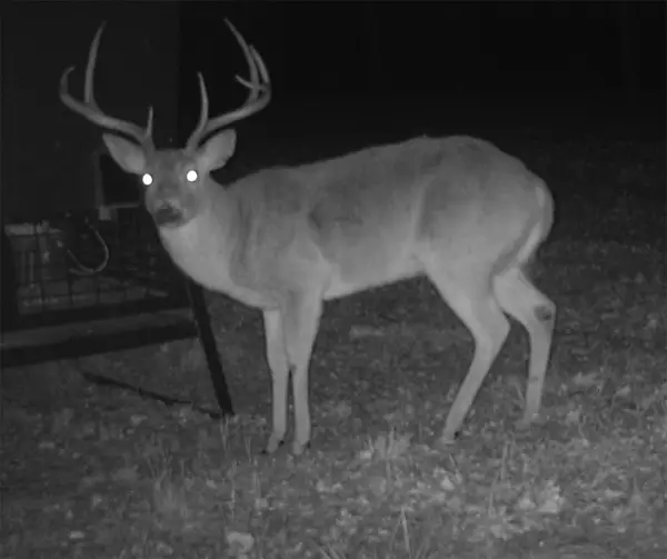 2210 Cardwell Road, Ringgold, TX 76261