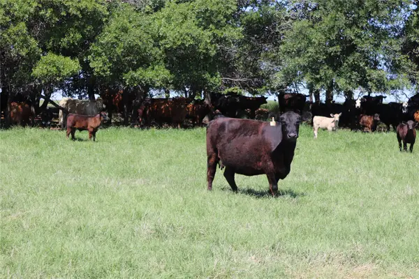 80 Acres North Deer Creek Rd, Henrietta, TX 76365