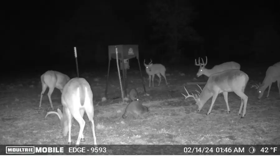 TBD County Road 1103, Athens, TX 75751 - Image #3