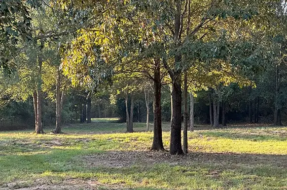 00 County Rd 4885, Winnsboro, TX 75494 - Image #2