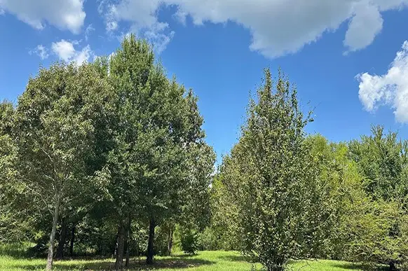 00 County Rd 4885, Winnsboro, TX 75494 - Image #3