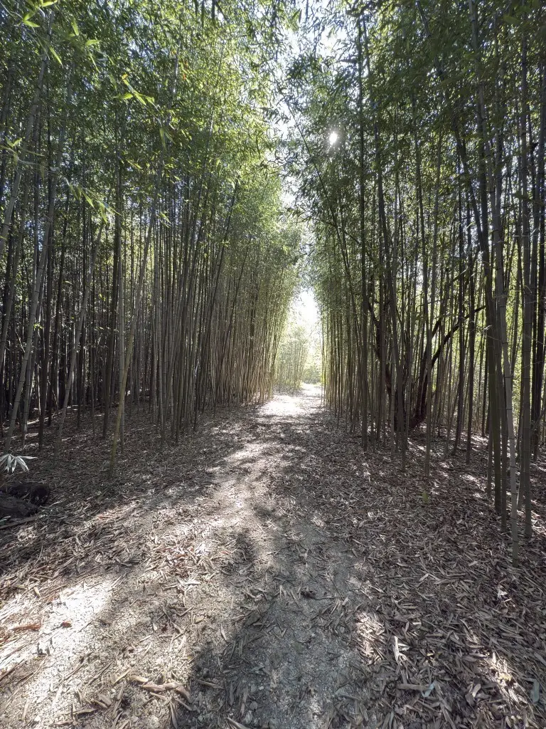 456 Marshall Ivy Rd, Huntington, TX 75949 - Image #1