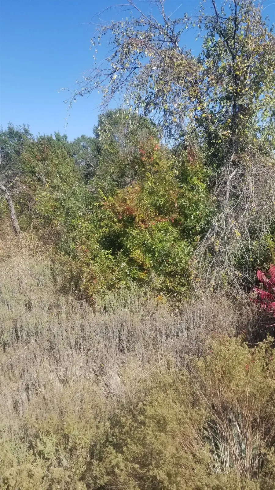 260 Scenic Wood Drive, Reno, TX 76020 - #3