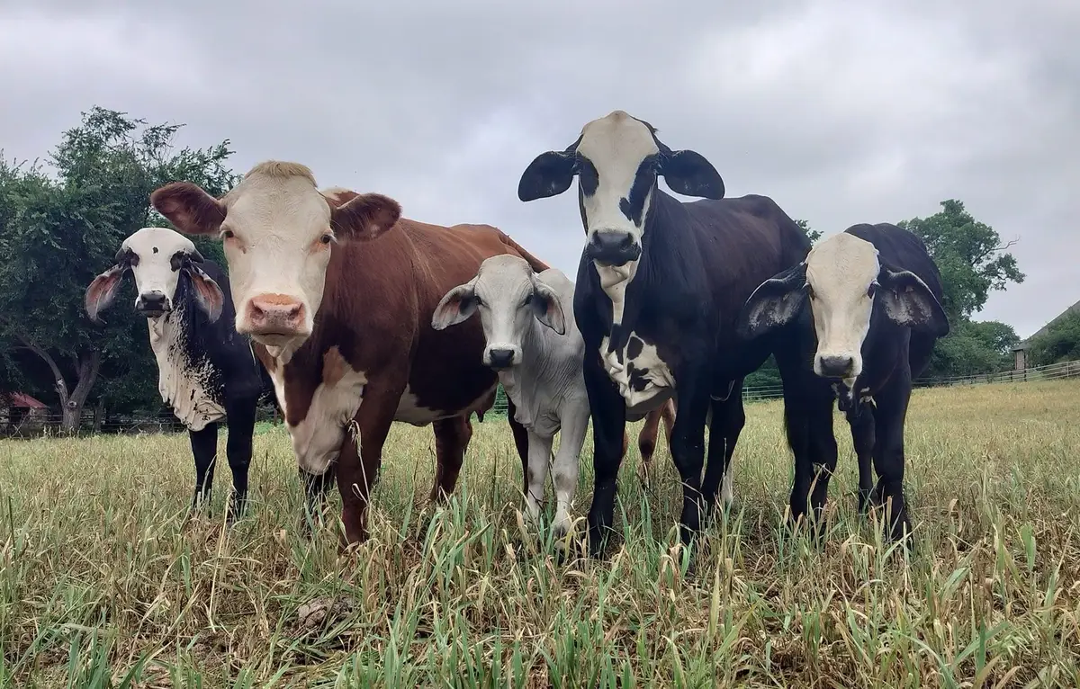 TBD #16 out of 13345 Briar Road, Azle, TX 76020 - Image #1