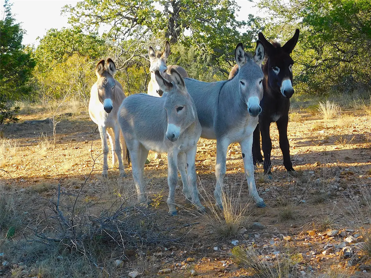 Tract 4 County Road 131, Brownwood, TX 76801 - Image #1
