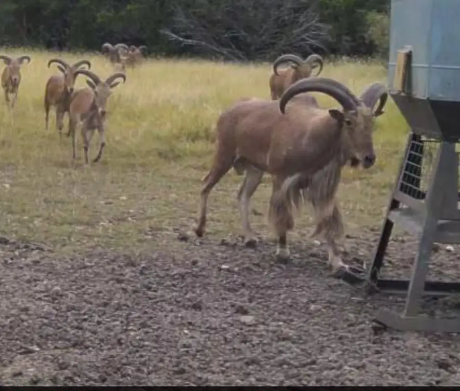 TBD Pr 2705, Uvalde, TX 78801 - Image #3