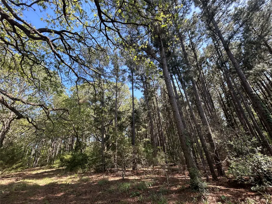 TBD 2303 An County Road, Montalba, TX 75853 - Image #2