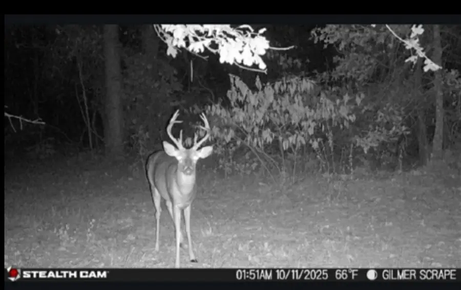 TBD Stag Road, Gilmer, TX 75644 - Image #2