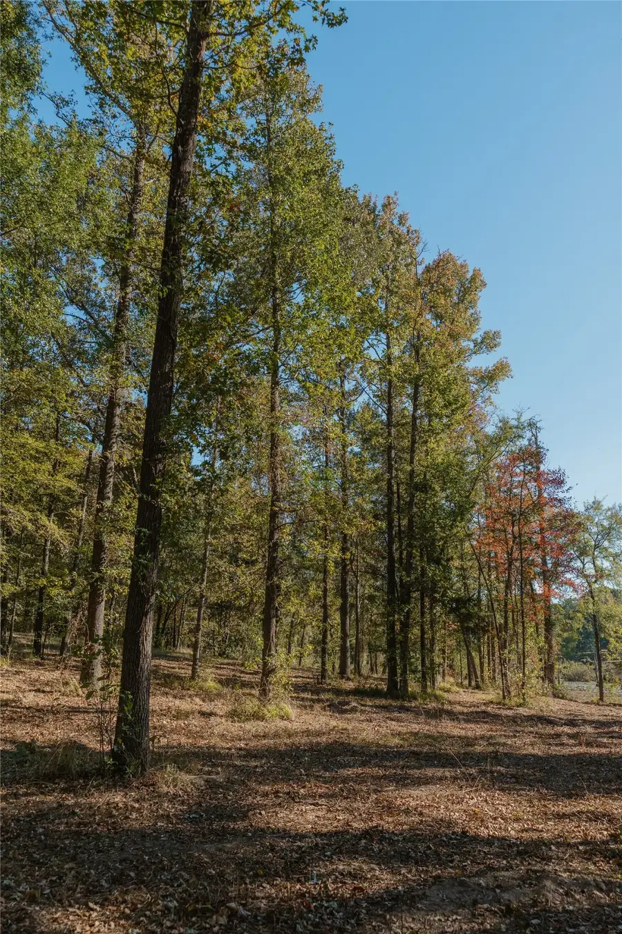 Lot 16 Private Road 5948, Yantis, TX 75497 - Image #3