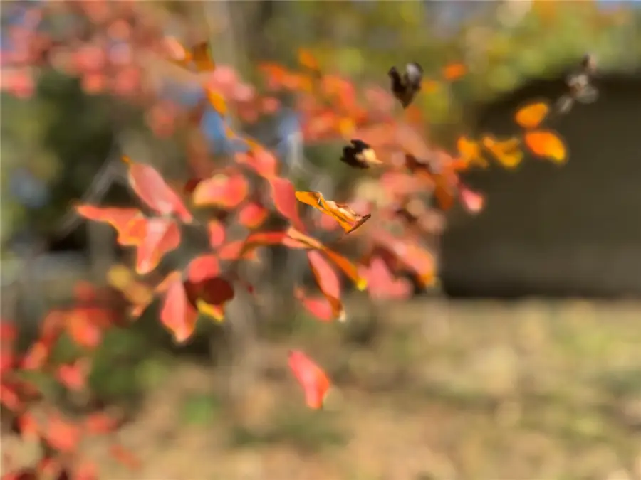 2250 W Kaufman Street, Paris, TX 75460 - Image #2